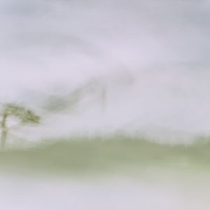 Bretagne, Brittany, Breizh, BZH, arbre, pin maritime, estampe, japonaise, zen, vent,